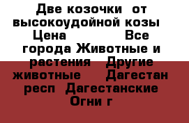 Две козочки  от высокоудойной козы › Цена ­ 20 000 - Все города Животные и растения » Другие животные   . Дагестан респ.,Дагестанские Огни г.